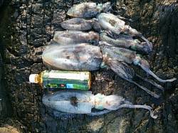 すさみ・串本・白浜でエギング☆29杯=総重…