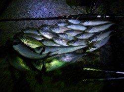 神戸港のアジングでアジ・サバ・ガシラ・タケノコメバル