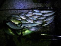 神戸港のアジングでアジ・サバ・ガシラ・タケ…