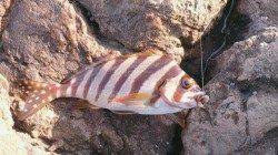 美浜の磯でフカセ釣りの釣果