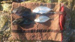 太地港　渡船利用でフカセ釣り　グレ＆シマアジで満足釣行