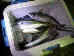 神戸港でのアジング釣果 アジのほかサバ・ガシラも