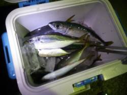 神戸港でのアジング釣果 アジのほかサバ・ガ…