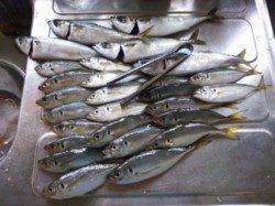 神戸港でのアジング釣果 アジのほかサバ・ガシラも