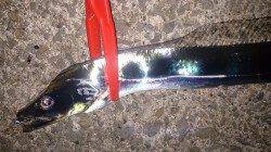 仕事後の短時間タチウオ狙い in 芦屋浜