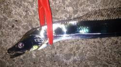 仕事後の短時間タチウオ狙い in 芦屋浜