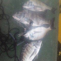 田ノ浦漁港の内海にて紀州釣り、チヌ4枚♪