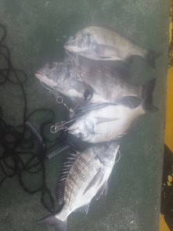 田ノ浦漁港の内海にて紀州釣り、チヌ4枚♪