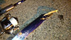 助松埠頭でタチウオワインド、表層付近でヒッ…