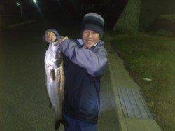 岩屋　のませでスズキ70cm！　明け方にはアオリイカも