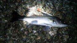 雨の天橋立で小6アングラーのシーバス狙い