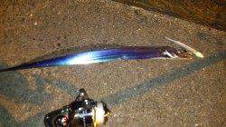 助松埠頭でタチウオワインド、表層付近でヒット！