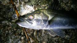 雨の天橋立で小6アングラーのシーバス狙い