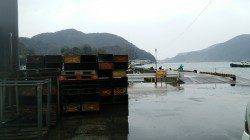 津居山港にてサビキ　サイズのいいアジで楽しめました