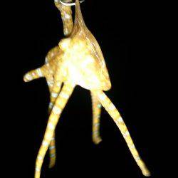 エギングでアオリイカ・ケンサキ・タコの釣果