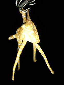 エギングでアオリイカ・ケンサキ・タコの釣果