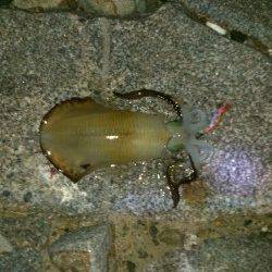 江崎でエギング 1406gのアオリイカ!