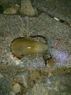 江崎でエギング 1406gのアオリイカ!