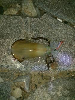 江崎でエギング　1406gのアオリイカ！