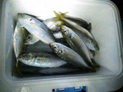 神戸港ナイトアジング、常夜灯周りで釣れました