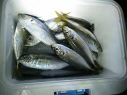 神戸港ナイトアジング、常夜灯周りで釣れまし…