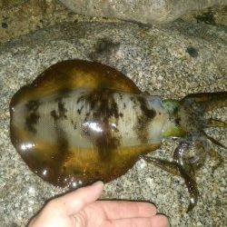 江崎でエギング 1406gのアオリイカ!