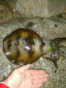 江崎でエギング 1406gのアオリイカ!