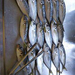 神戸港ナイトアジング、常夜灯周りで釣れました