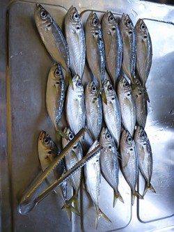 神戸港ナイトアジング、常夜灯周りで釣れました