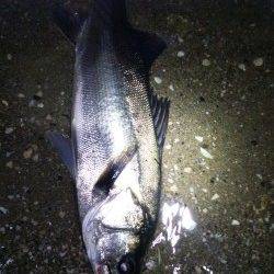 天橋立で親子でシーバスゲーム！70cmのナイスシーバス！