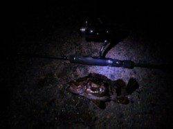 神戸港アジング　満潮～下げにアタリとヒットが頻発