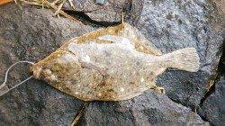 シーバス狙いで良型カレイがヒット