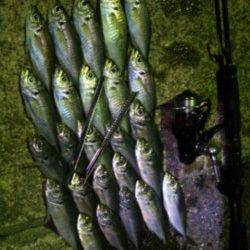 神戸港アジング　満潮～下げにアタリとヒットが頻発