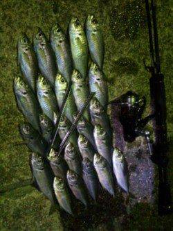 神戸港アジング　満潮～下げにアタリとヒットが頻発