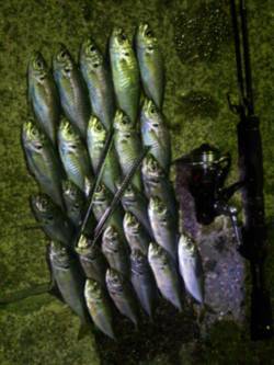 神戸港アジング　満潮～下げにアタリとヒット…