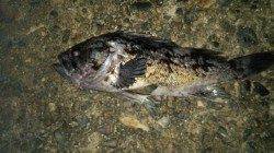 天橋立でのシーバス狙いでクロソイがヒット