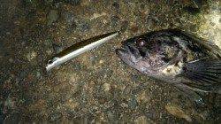 天橋立でのシーバス狙いでクロソイがヒット