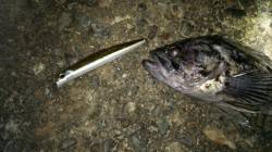 天橋立でのシーバス狙いでクロソイがヒット