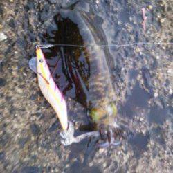 新井崎　終盤のアオリイカをエギングで　アジングで豆アジも