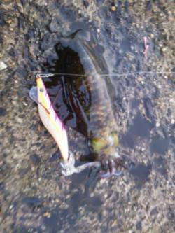 新井崎　終盤のアオリイカをエギングで　アジ…