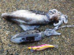 新井崎　終盤のアオリイカをエギングで　アジングで豆アジも