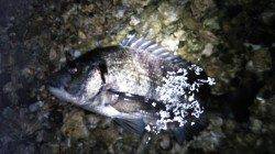 天橋立でシーバス狙いでチヌ