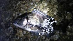 天橋立でシーバス狙いでチヌ