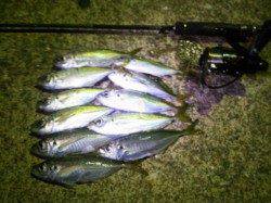 神戸東部エリアでのアジング釣行、最終13匹の釣果