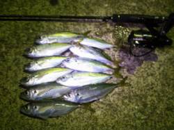 神戸東部エリアでのアジング釣行、最終13匹…