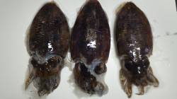 深日漁港～和歌山県青岸までをエギングでラン…