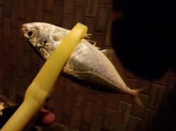 舞洲　深夜のアジングでアジ〜18cm＆ガシ…