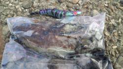 深日漁港、朝からのエギングでコウイカの釣果…