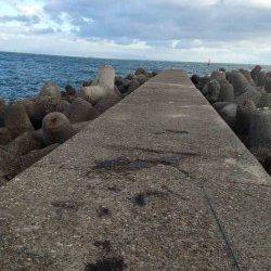 深日漁港、朝からのエギングでコウイカの釣果