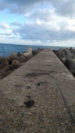 深日漁港、朝からのエギングでコウイカの釣果